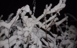 डोल्पामा वर्षासँगै हिमपात (तस्वीरहरू) 