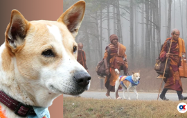 ‘अलोका’ : शान्ति र करुणाका खातिर बौद्ध भिक्षुसँगै यात्रा गरिरहेको कुकुर