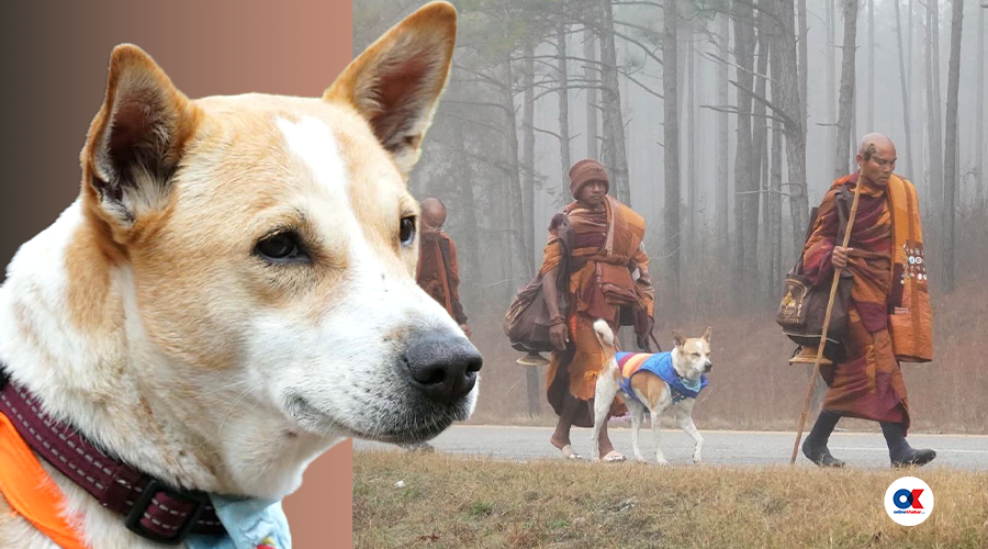‘अलोका’ : शान्ति र करुणाका खातिर बौद्ध भिक्षुसँगै यात्रा गरिरहेको कुकुर