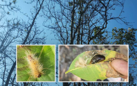 पश्चिम नेपालका साल वनमा देखिएको प्रकोप के हो ?