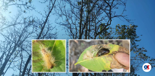 पश्चिम नेपालका साल वनमा देखिएको प्रकोप के हो ?