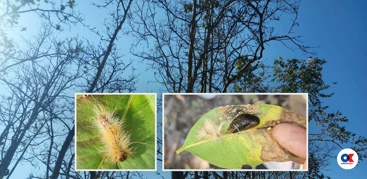 पश्चिम नेपालका साल वनमा देखिएको प्रकोप के हो ?