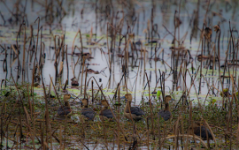 बाँकेमा जलपन्छीको वासस्थान जोखिममा   