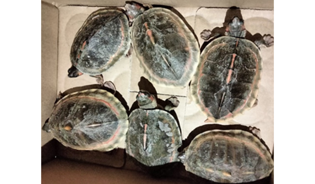 झोलामा कछुवा बोकेर बेच्न हिँडेका व्यक्ति ललितपुरमा समातिए