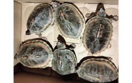 झोलामा कछुवा बोकेर बेच्न हिँडेका व्यक्ति ललितपुरमा समातिए