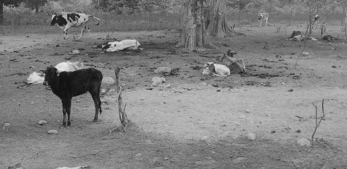 कैलालीको गौशालामा २५ चौपाया मृत भेटिए