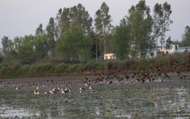 कञ्चनपुरमा सुरु भयो जलपंछी गणना