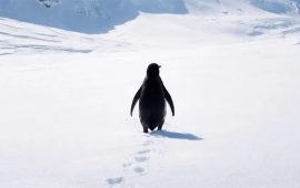 एउटा पेन्गुइन किन यति धेरै भाइरल भइरहेको छ ?