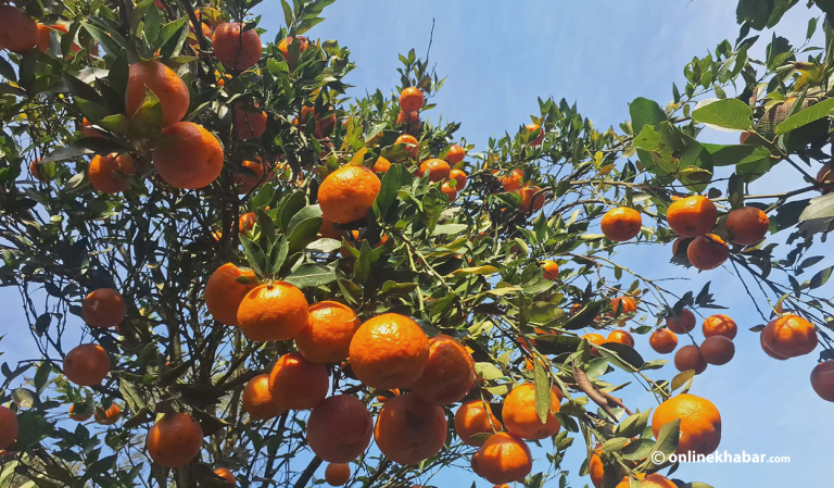 तनहुँमा यसवर्ष ४५ करोड बढीको सुन्तला बिक्री