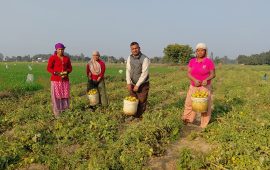 ३ पुस्तादेखि टमाटरखेती, बन्यो विदेशको विकल्प