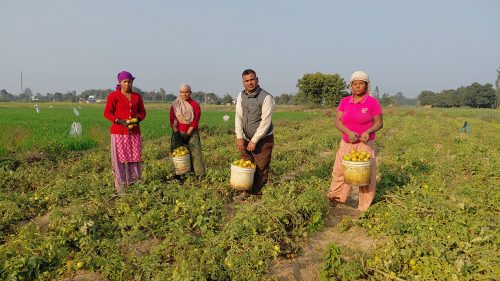 ३ पुस्तादेखि टमाटरखेती, बन्यो विदेशको विकल्प