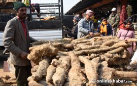 माघे सङ्क्रान्ति : कालीमाटीमा २२ लाख किलो कन्दमूल भित्रियो, स्वदेशी उत्पादनकै वर्चस्व