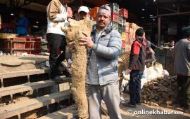 माघे संक्रान्ति नजिकिएसँगै बढ्यो तरुलको कारोबार (तस्वीरहरू)