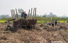 उखु किसानलाई एक अर्ब ५० करोड अनुदान