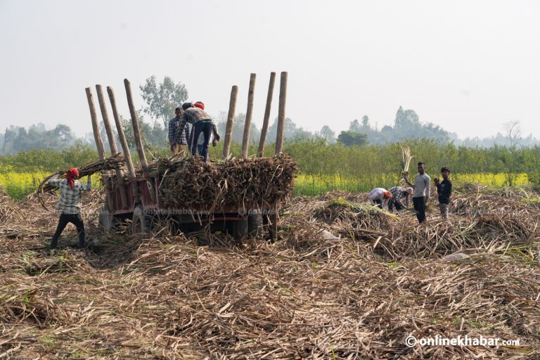 उखु किसानलाई एक अर्ब ५० करोड अनुदान