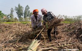 उखुका बिटा बोकेर उम्मेदवार भाइरल भए, किसानको पीडा बुझेनन्