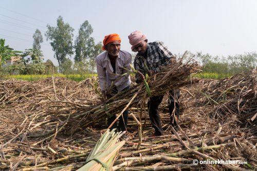 उखुका बिटा बोकेर उम्मेदवार भाइरल भए, किसानको पीडा बुझेनन्