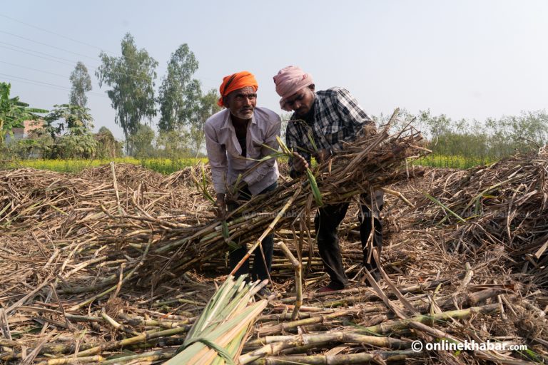 उखुका बिटा बोकेर उम्मेदवार भाइरल भए, किसानको पीडा बुझेनन्