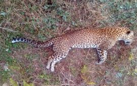 मकवानपुरमा पोथी चितुवा मृत फेला