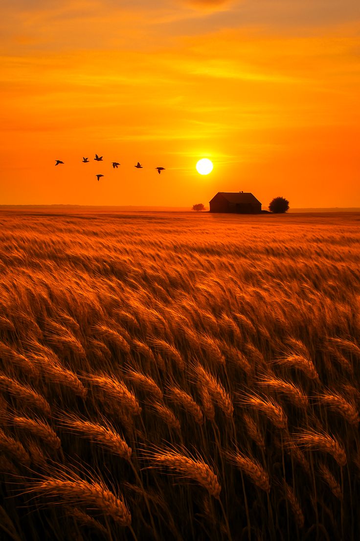 दिनमा नीलो देखिने आकाश सूर्यास्तमा किन रातो हुन्छ ?