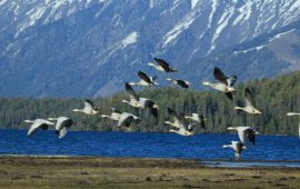 अतिक्रमण र प्रदूषणले सङ्कटमा सिमसार