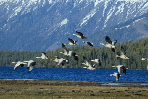 अतिक्रमण र प्रदूषणले सङ्कटमा सिमसार