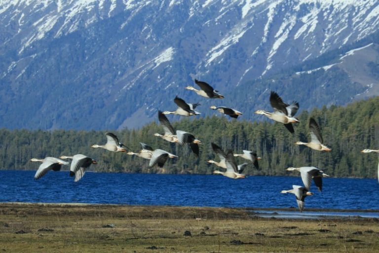 अतिक्रमण र प्रदूषणले सङ्कटमा सिमसार