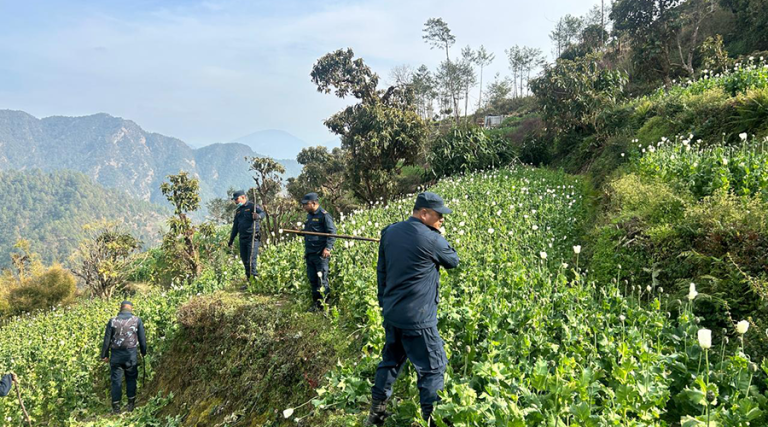 १४ बिगाहामा लगाइएको अफिम तथा गाँजा खेती फडानी