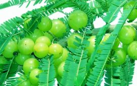 अमलाको भाउ घट्यो