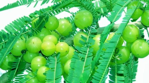 रोगप्रतिरोधि क्षमता, दीर्घायु र यौवन जोगाउने अमला