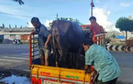 भैंसी कसको ? दाँतले पत्ता लगायो असली मालिक