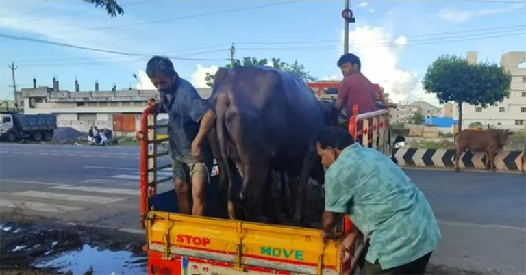 भैंसी कसको ? दाँतले पत्ता लगायो असली मालिक