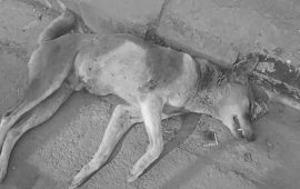 विष खुवाएर अबोध कुकुरको हत्या