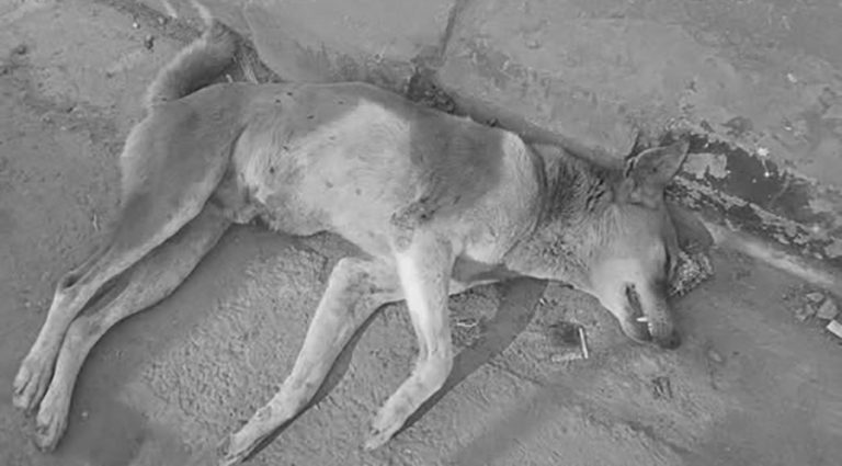 विष खुवाएर अबोध कुकुरको हत्या