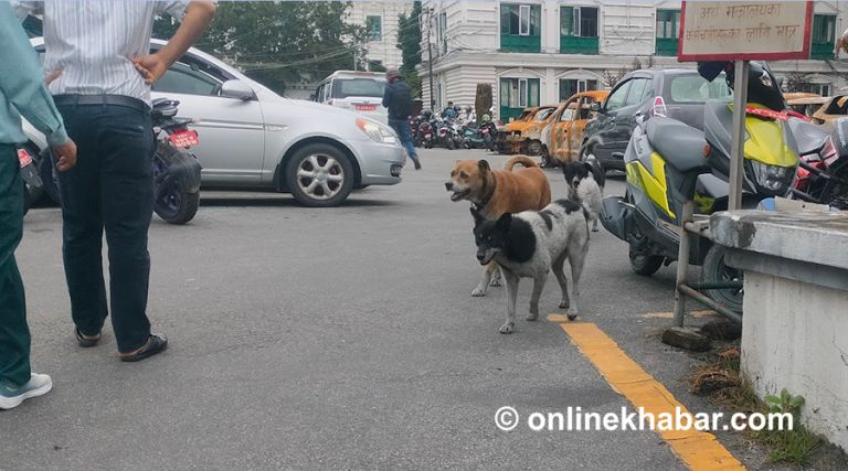 सिंहदरबारबाट कुकुर नहटाउने निर्णय, मानवीय व्यवस्थापन गर्ने प्रतिबद्धता