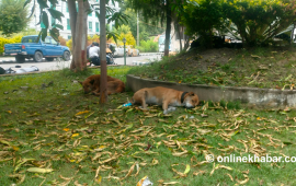 जब सिंहदरबारबाट कुकुर हटाउने निर्णय भयो