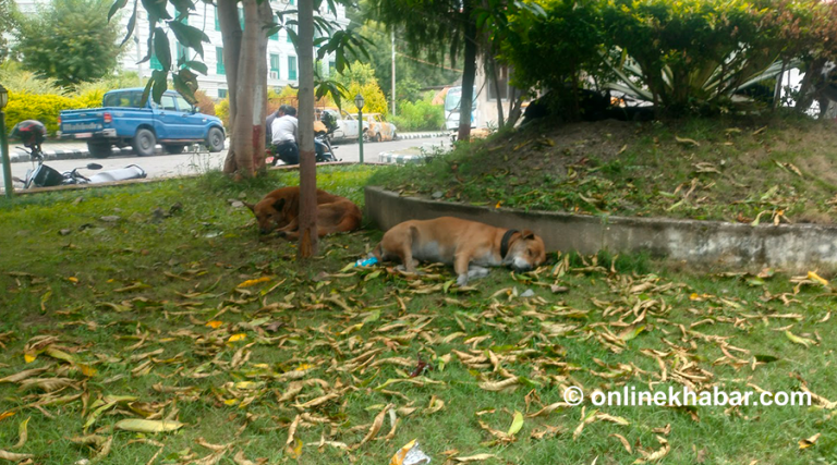 जब सिंहदरबारबाट कुकुर हटाउने निर्णय भयो
