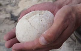 अर्जेन्टिनामा ७ करोड वर्ष पुरानो डाइनोसरको दुर्लभ अण्डा फेला
