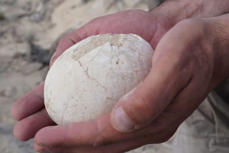 अर्जेन्टिनामा ७ करोड वर्ष पुरानो डाइनोसरको दुर्लभ अण्डा फेला