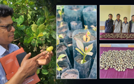 नेपालमै लटरम्म काजु फलाउने ‘नमुना’ विद्यालय