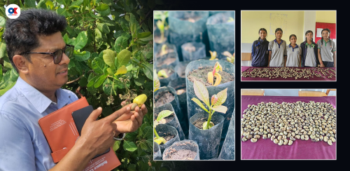 नेपालमै लटरम्म काजु फलाउने ‘नमुना’ विद्यालय