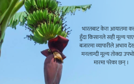 भाइरसको डरले केरा आयात रोकियो, बजारमा अभाव, मूल्य छोइनसक्नु