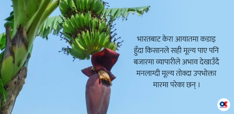 भाइरसको डरले आयातमा ‘ब्रेक’, बजारमा केरा अभाव, मूल्य छोइनसक्नु