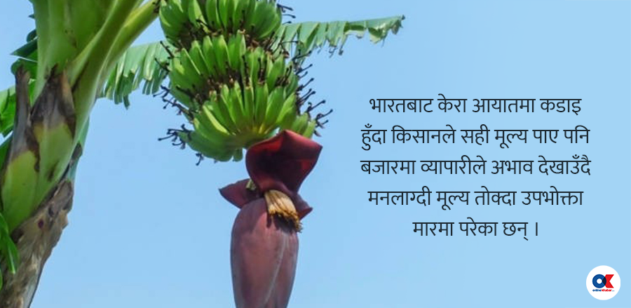 भाइरसको डरले आयातमा ‘ब्रेक’, बजारमा केरा अभाव, मूल्य छोइनसक्नु