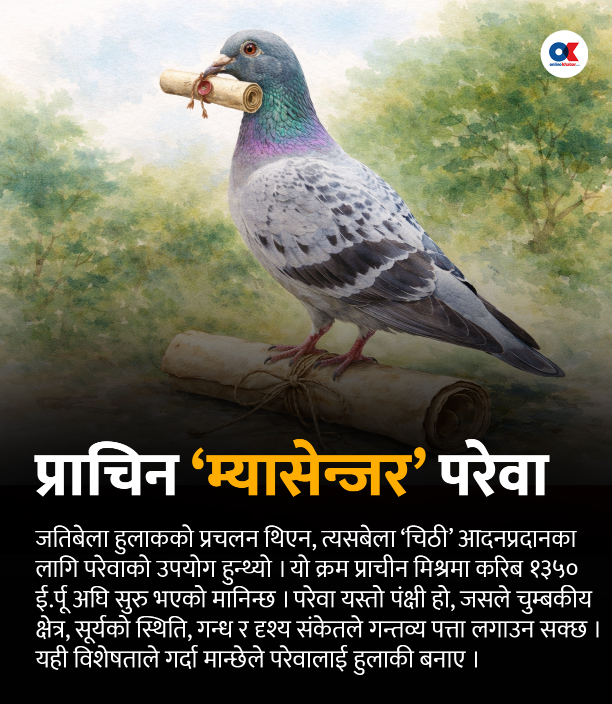 परेवा : प्राचीन ‘म्यासेन्जर’देखि शान्तिको प्रतीकसम्म परेवा : प्राचीन ‘म्यासेन्जर’देखि शान्तिको प्रतीकसम्म