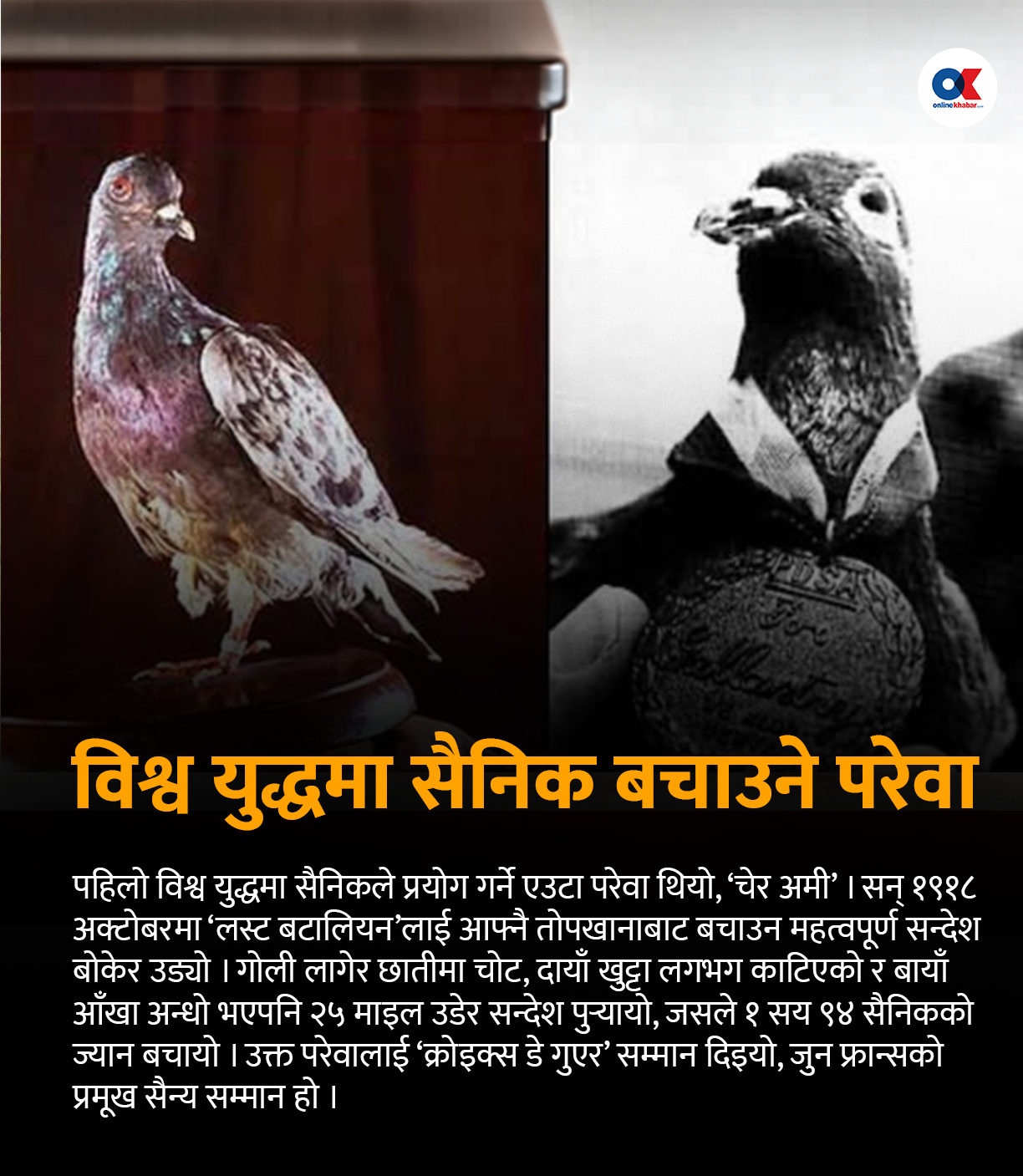 परेवा : प्राचीन ‘म्यासेन्जर’देखि शान्तिको प्रतीकसम्म परेवा : प्राचीन ‘म्यासेन्जर’देखि शान्तिको प्रतीकसम्म