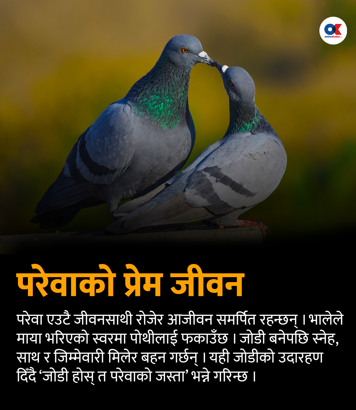 परेवा : प्राचीन ‘म्यासेन्जर’देखि शान्तिको प्रतीकसम्म परेवा : प्राचीन ‘म्यासेन्जर’देखि शान्तिको प्रतीकसम्म