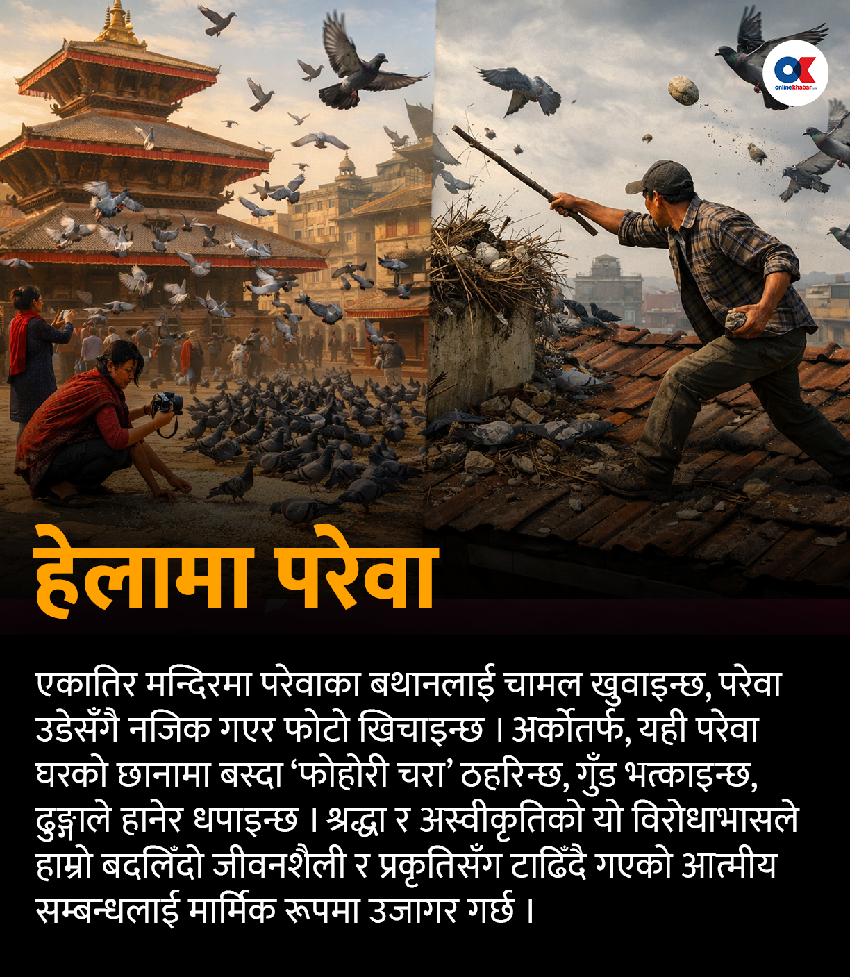 परेवा : प्राचीन ‘म्यासेन्जर’देखि शान्तिको प्रतीकसम्म परेवा : प्राचीन ‘म्यासेन्जर’देखि शान्तिको प्रतीकसम्म