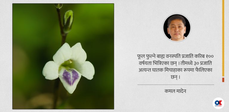 इनरुवामा फैलिएको नयाँ मिचाहा झार : सौन्दर्यका नाममा जोखिम