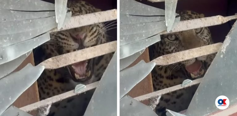 काठमाडौंको तारकेश्वरमा घरभित्र पस्यो चितुवा, दुई जना घाइते